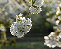 Orchard Blossom 72